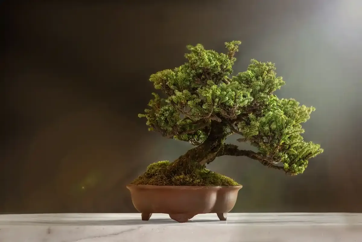 5 plantas para NÃO cultivar em casa segundo o Feng Shui