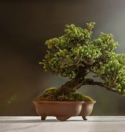 5 plantas para NÃO cultivar em casa segundo o Feng Shui