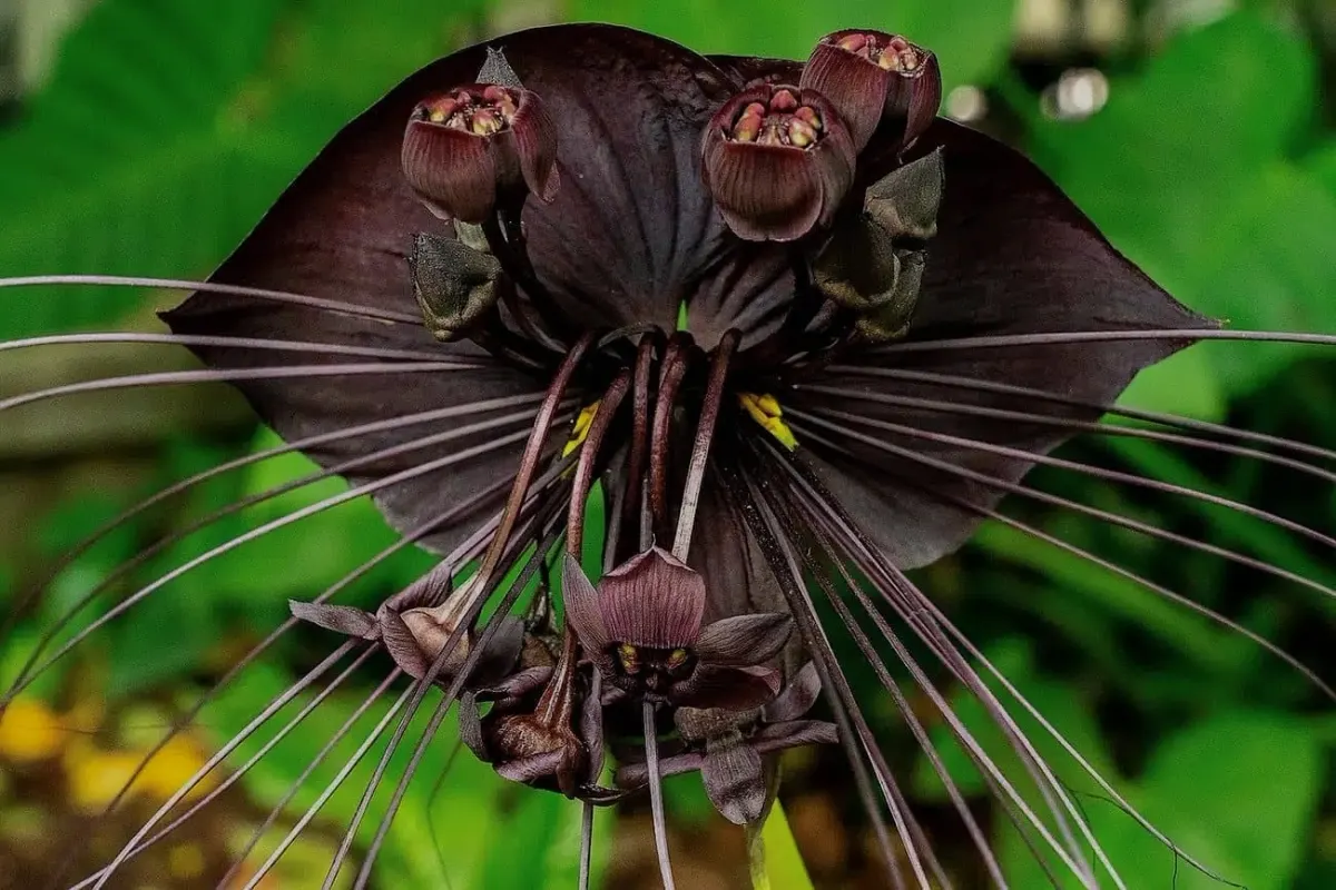 6 flores exóticas para você cultivar em casa